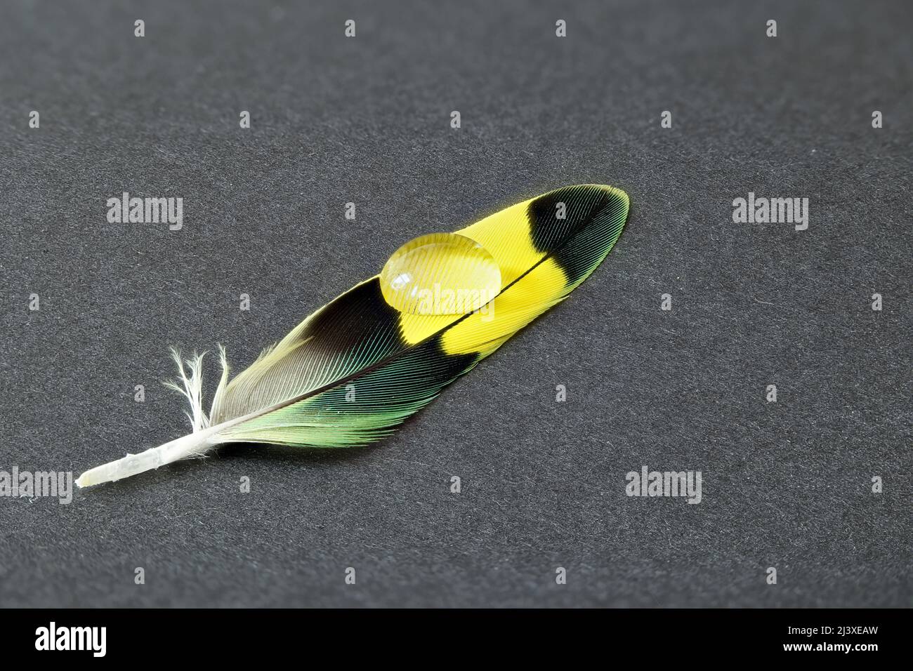 Sittichfeder mit Wassertropfen Foto Stock