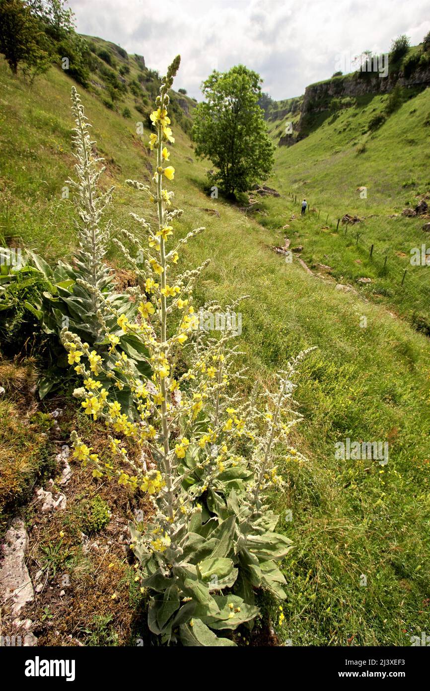 Alte punte di fiori di Mullein scuro Verbascum nigrum nella parte superiore raggiunta di Lathkill Dale Foto Stock