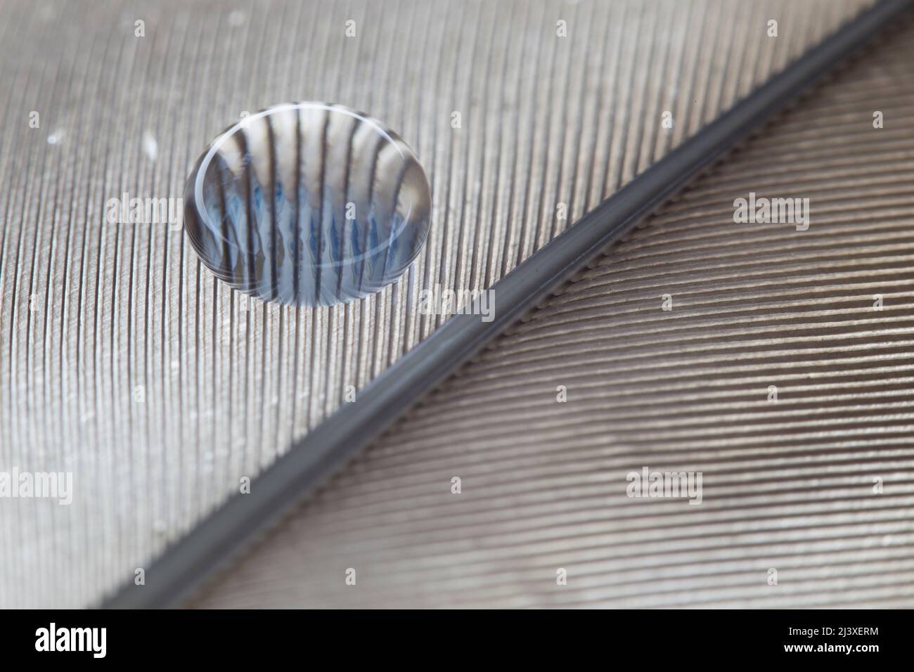 FEDER mit Wassertropfen Foto Stock