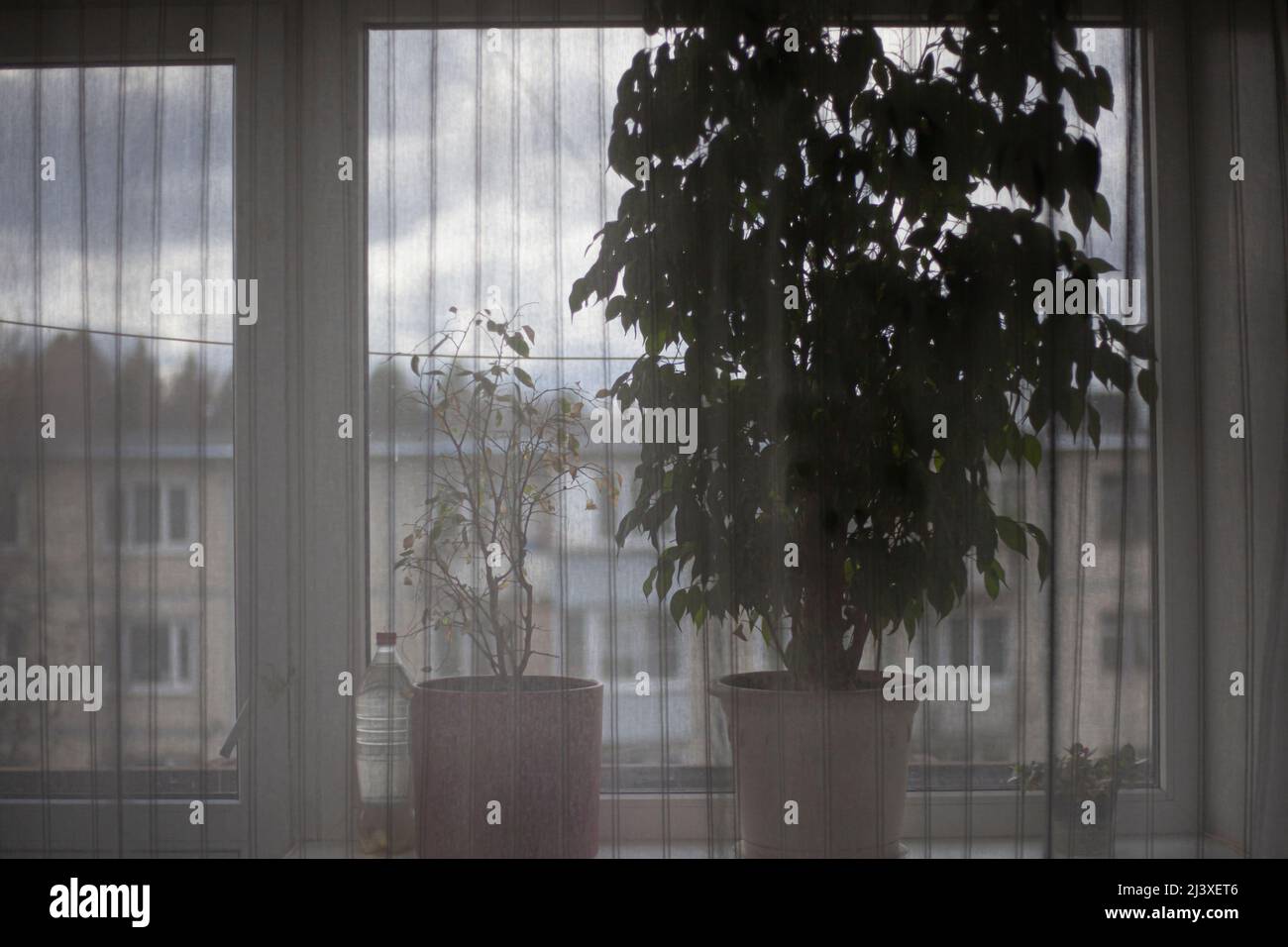 Finestra in appartamento. Tenda trasparente. Casa pianta su davanzale. Interni accoglienti. Luce naturale dalla finestra. Albero in camera. Due pentole sul davanzale. Foto Stock