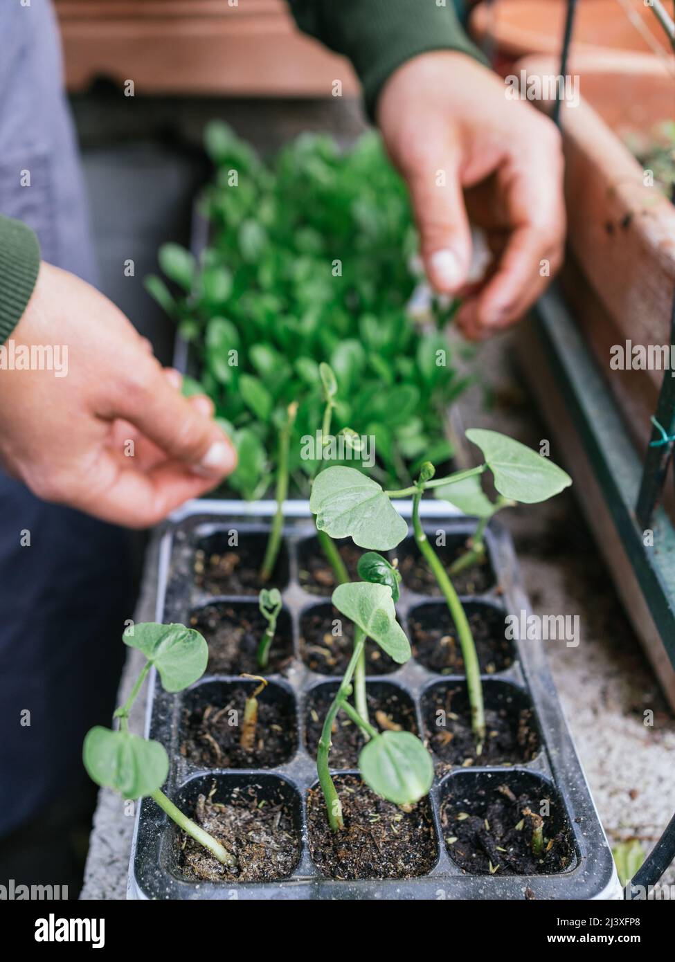 concentratevi sui germogli di verdure che crescono in giardino per l'estate Foto Stock