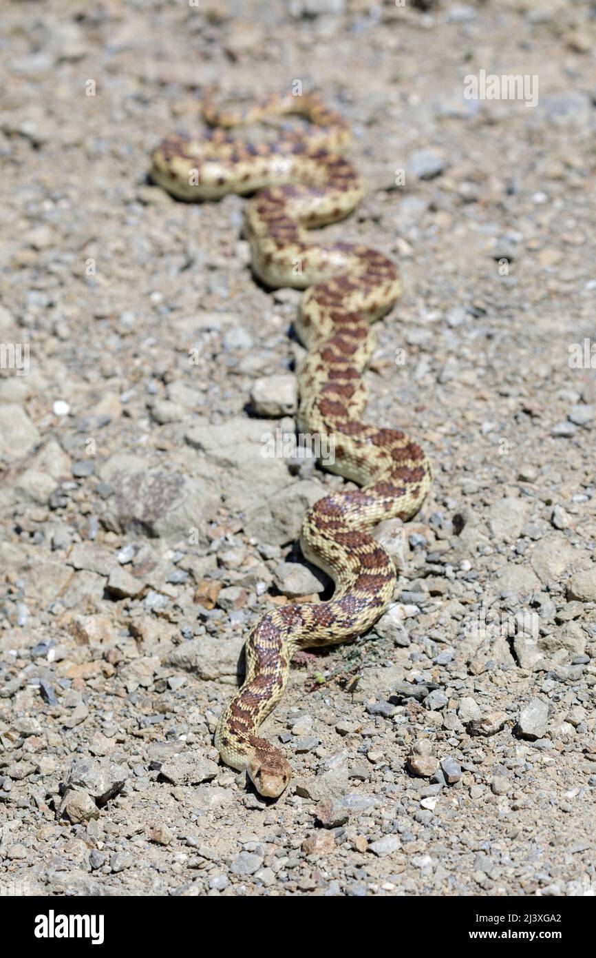 Pacific Gopher Snake adulto recentemente shedded prendere il sole su sentiero di ghiaia. Joseph D Grant Ranch County Park, Santa Clara County, California, USA. Foto Stock