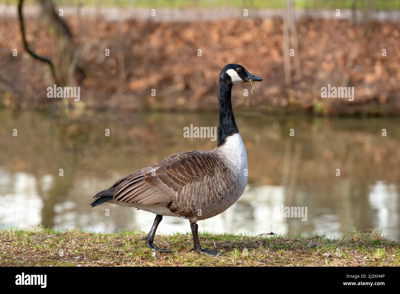 L'uccello d'oca del Canada (Branta canadensis) sgrana di fronte ad un lago colorato in una giornata d'autunno soleggiata. Foto Stock