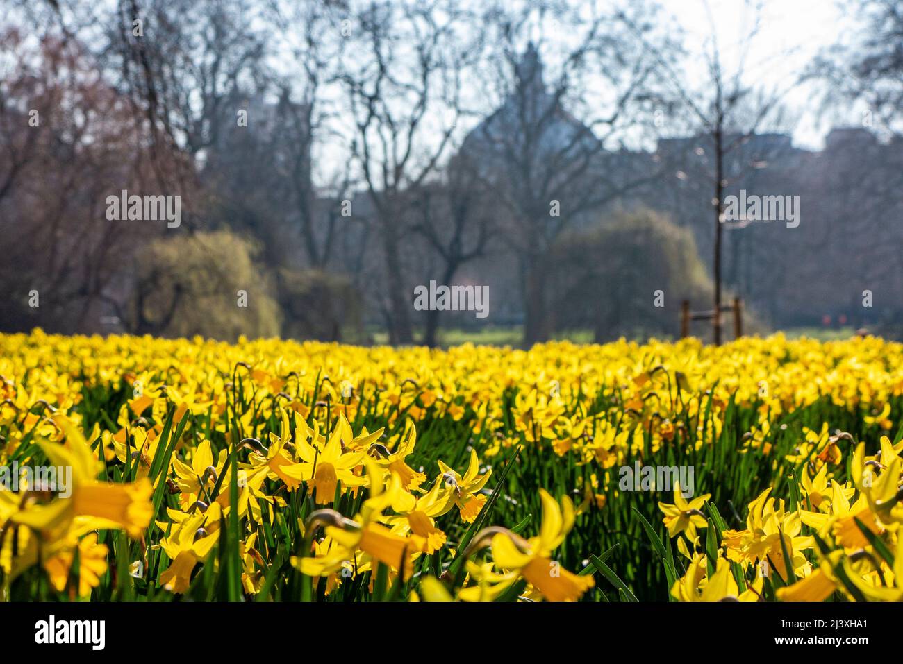 Una serie di narcisi dorate nel St James Park con la Central Methodist Hall in lontananza Foto Stock