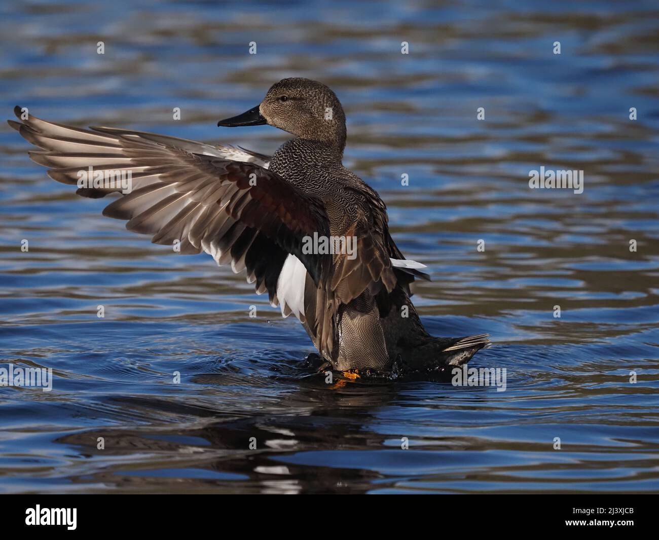 Drake ala gadwall che si estende su un lago vicino Warrington. Foto Stock