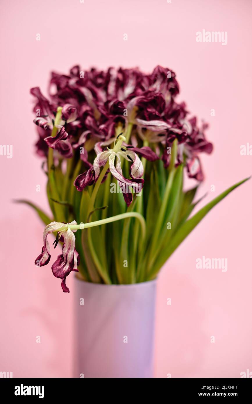 bouquet di tulipani morenti su sfondo rosa Foto Stock