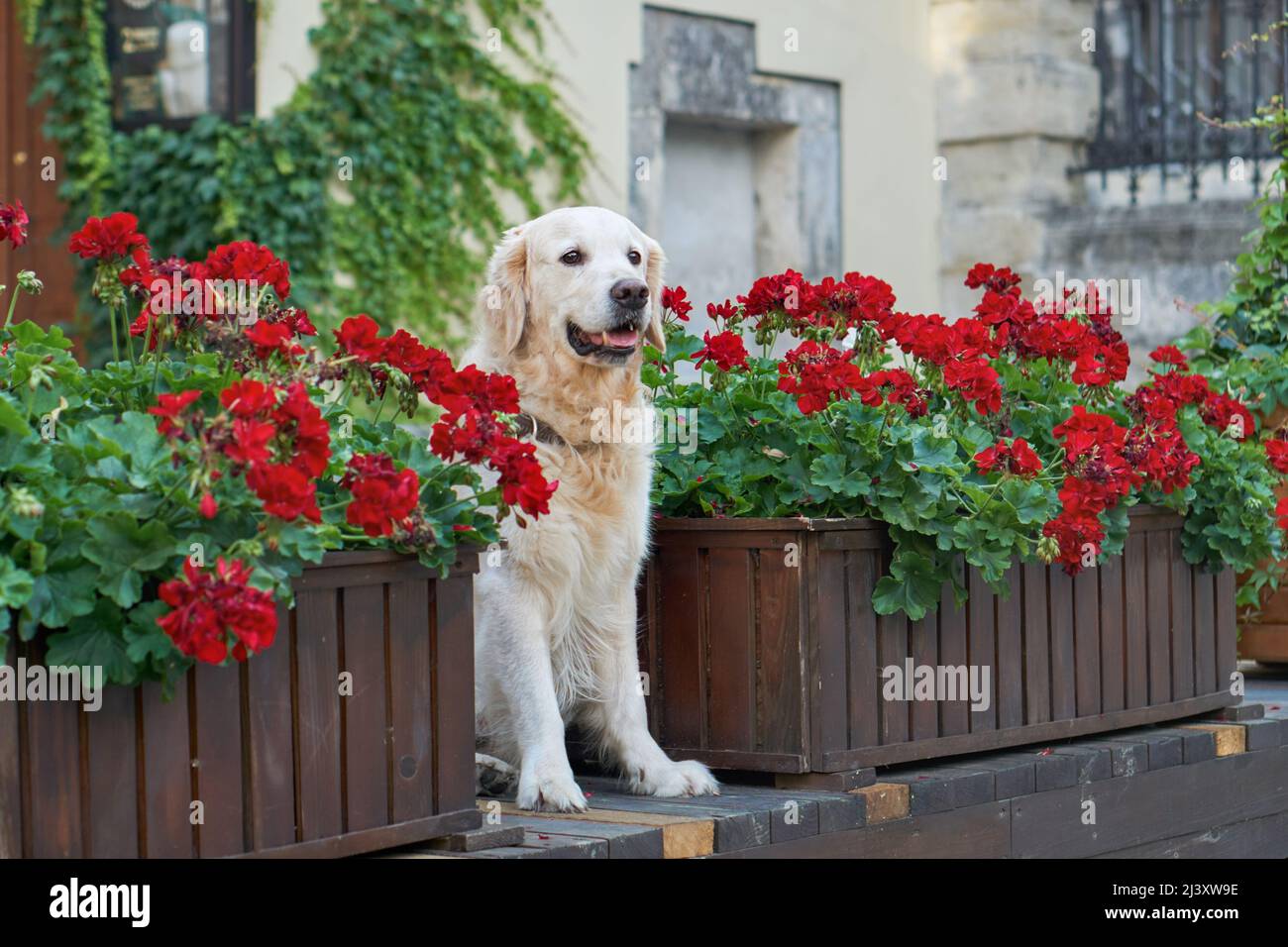Felice giovane adorabile cane cucciolo di recupero dorato seduto vicino a cestini di legno con fiori rossi in centro città vecchia strada. Avventure all'aperto co Foto Stock