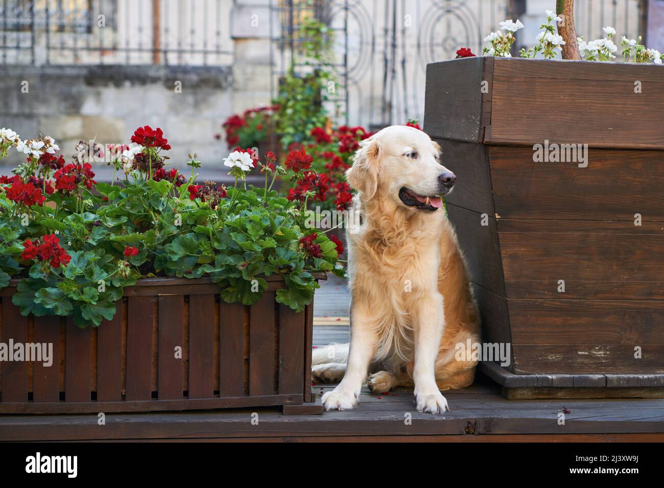 Felice giovane adorabile cane cucciolo di recupero dorato seduto vicino a cestini di legno con fiori rossi in centro città vecchia strada. Avventure all'aperto co Foto Stock