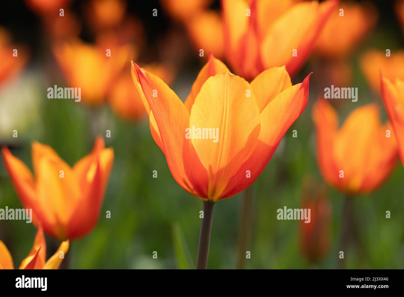 Primo piano di Tulip / Tulipa Ballerina fioritura in un giardino di primavera inglese confine, Inghilterra, Regno Unito. Aprile Foto Stock