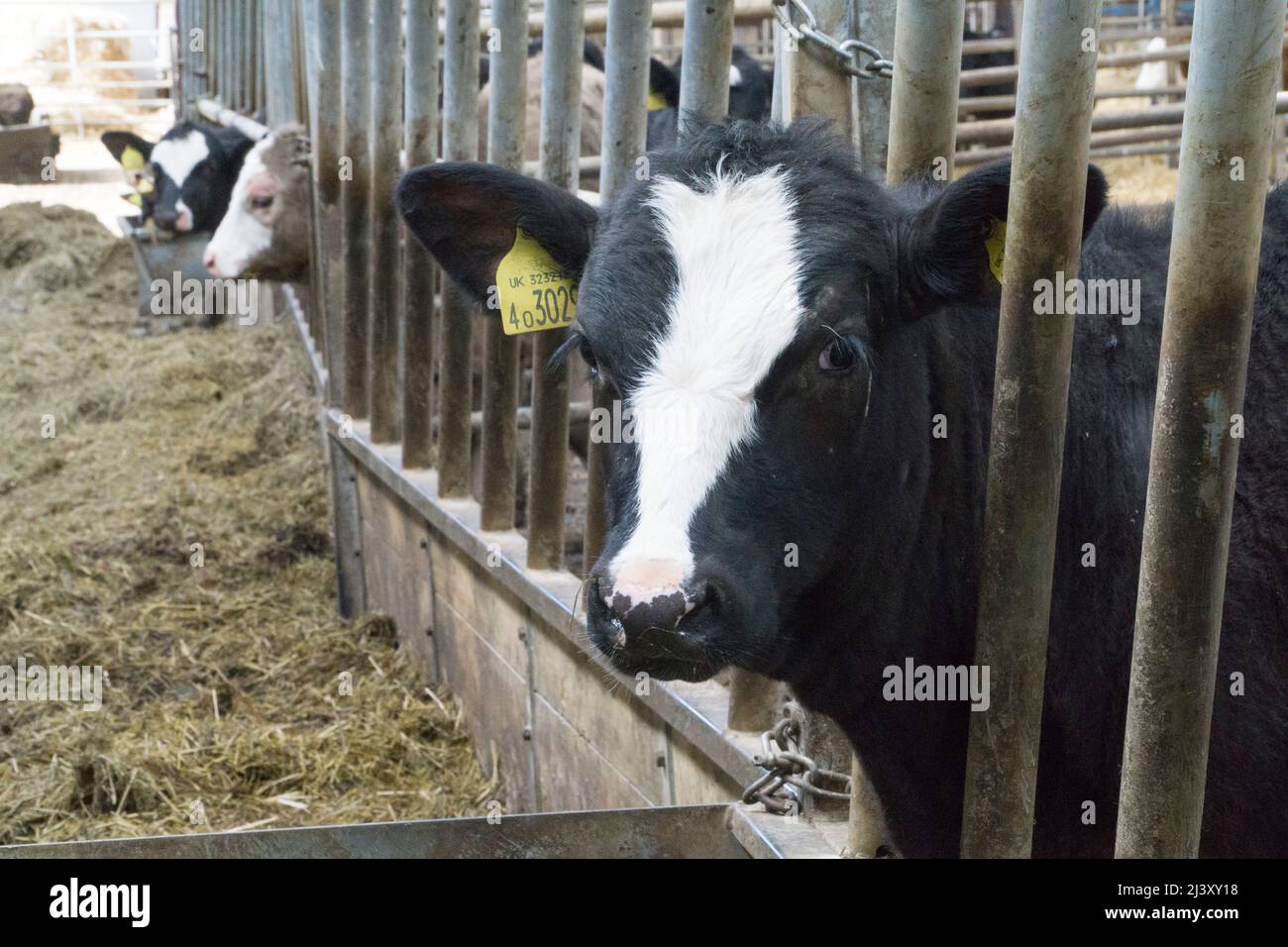 Una mucca da latte con il suo vitello in una fattoria biologica nel Wiltshire. Anna Watson/Alamy Foto Stock