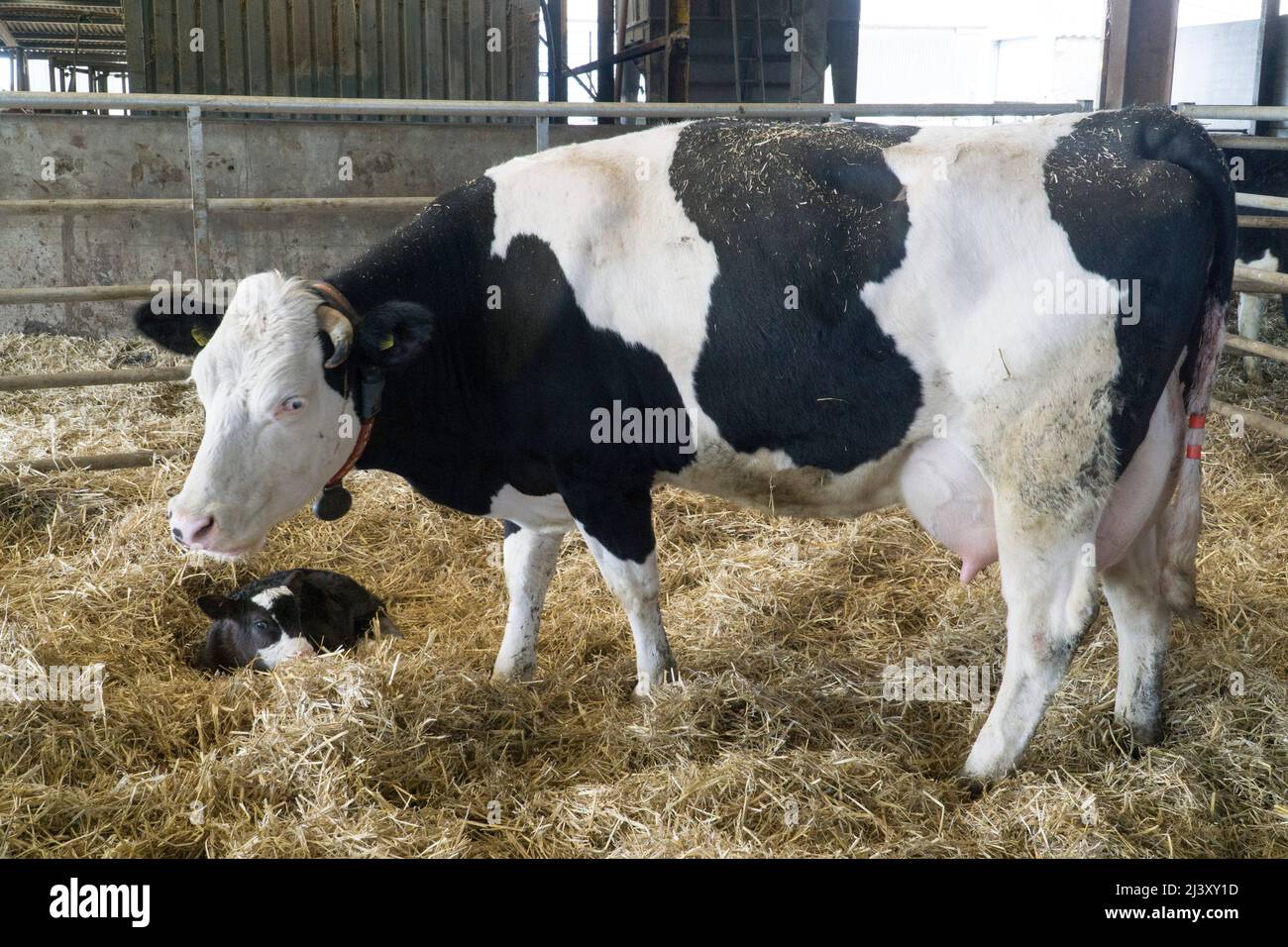 Una mucca da latte con il suo vitello in una fattoria biologica nel  Wiltshire. Anna Watson/Alamy Foto stock - Alamy