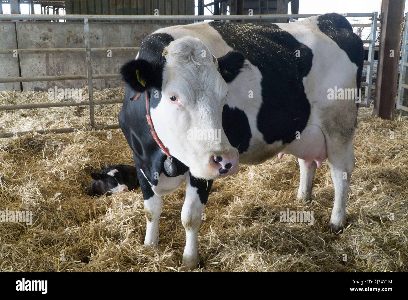 Una mucca da latte con il suo vitello in una fattoria biologica nel Wiltshire. Anna Watson/Alamy Foto Stock