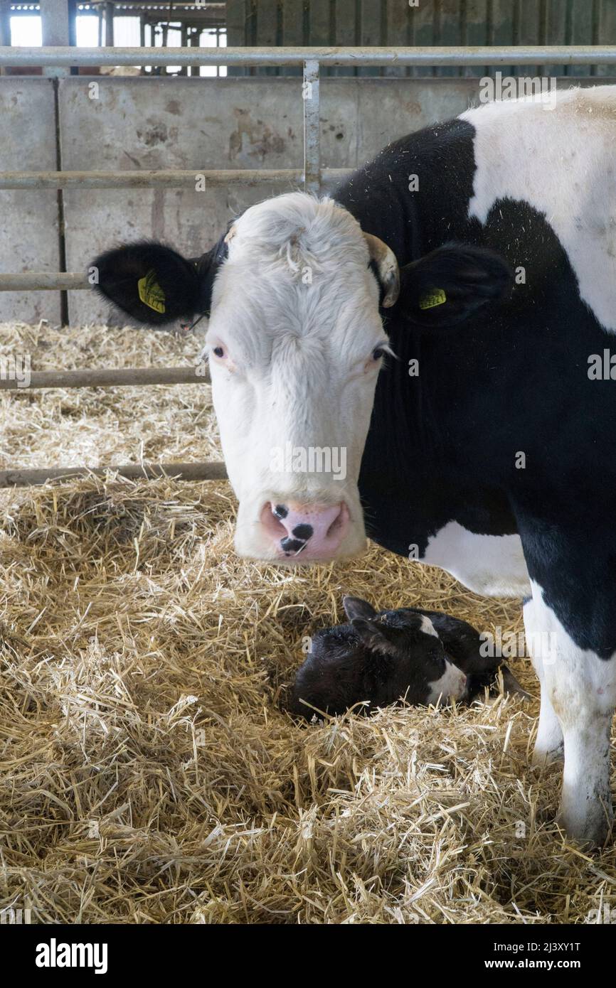 Una mucca da latte con il suo vitello in una fattoria biologica nel Wiltshire. Anna Watson/Alamy Foto Stock