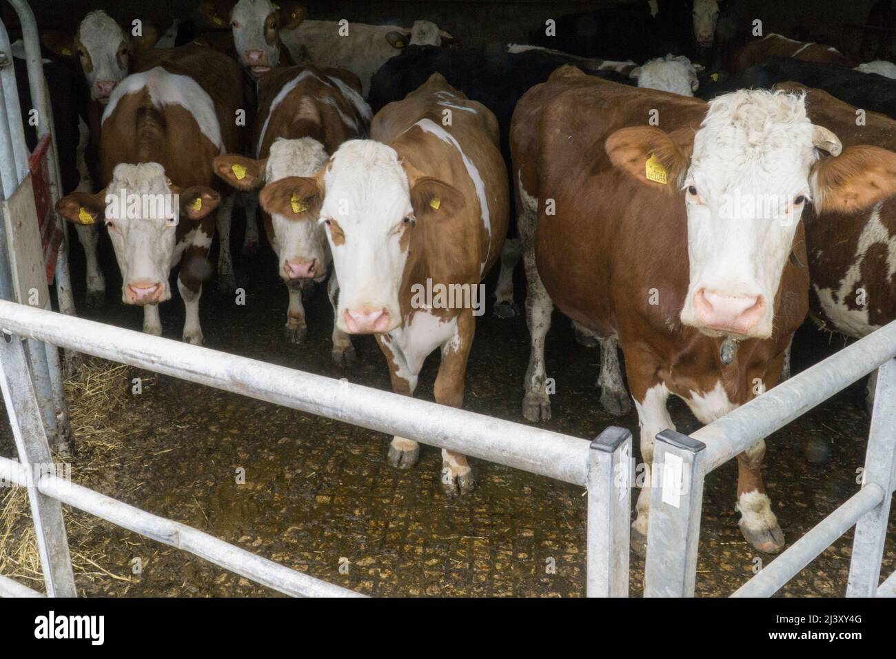 Un allevamento biologico di vacche da latte in una fattoria nel Wiltshire. Anna Watson/Alamy Foto Stock