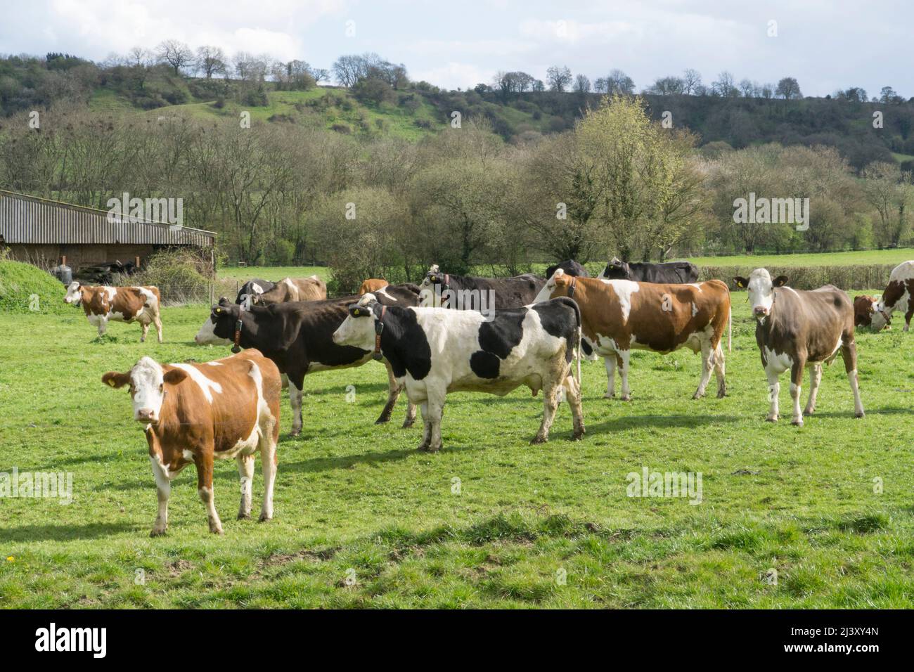 Un allevamento biologico di vacche da latte in una fattoria nel Wiltshire. Anna Watson/Alamy Foto Stock