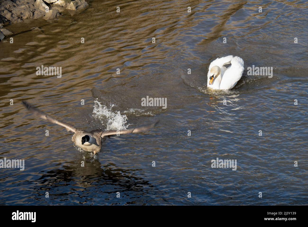 Cigno bianco territoriale che insegue l'oca canadese sul fiume. REGNO UNITO. Foto Stock