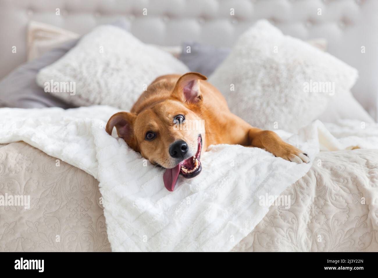 Happy zenzero misto razza cane in lussuoso colori luminosi stile classico camera da letto con letto king-size. Animali domestici ammessi in hotel o in camera. Foto Stock