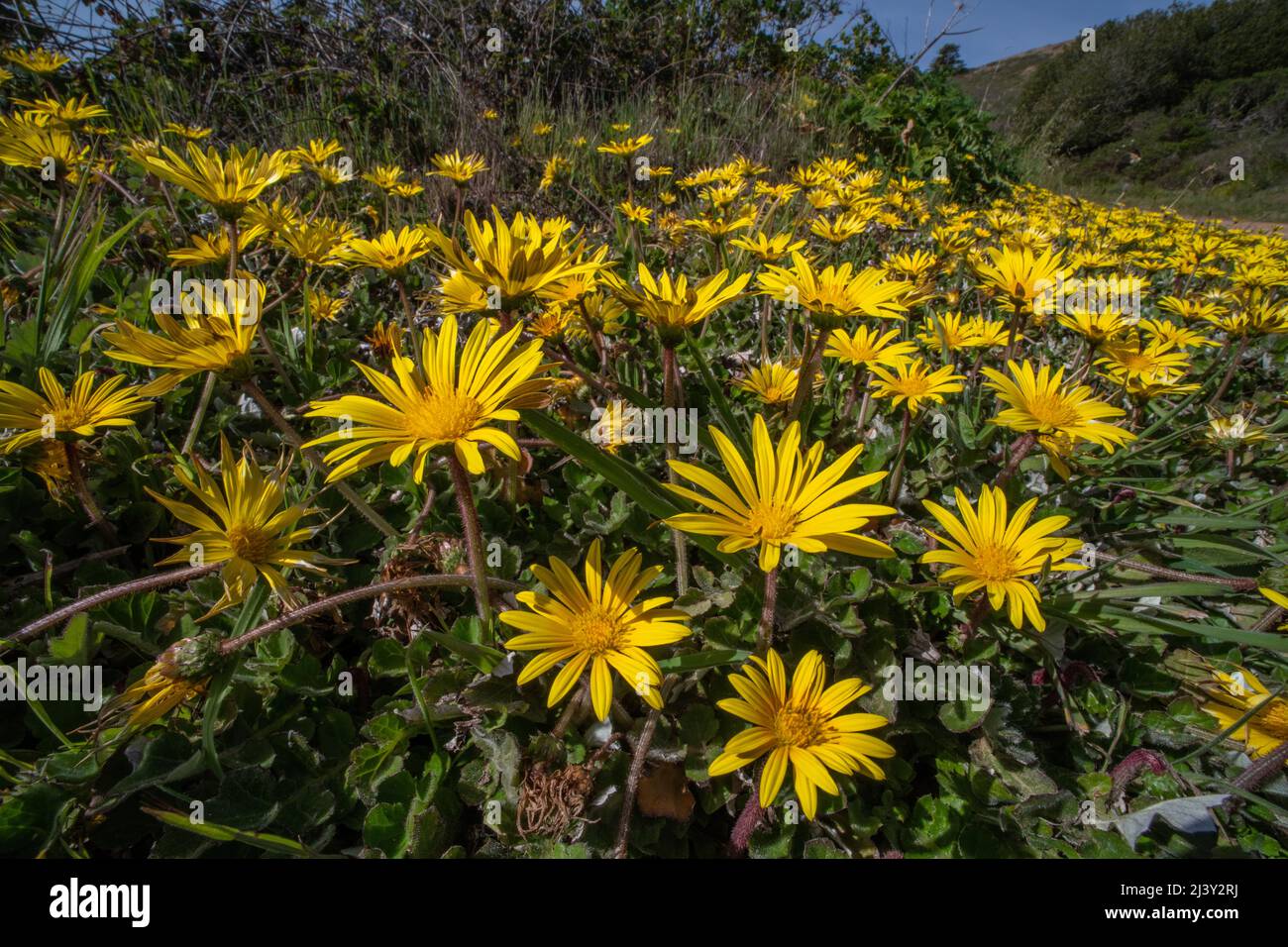 L'orecchio dell'orso strisciante o il capriate del rusceed (Arctotheca prostrata) un'erbaccia invasiva in California si sviluppa nell'area di ricreazione del cancello d'oro vicino San Francisco. Foto Stock