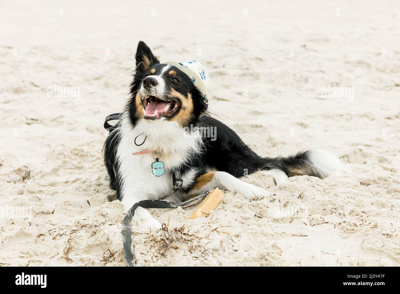 Border Collie on Beach con Fedora Foto Stock