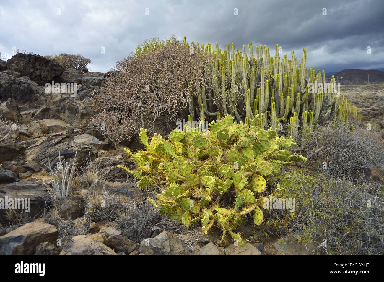 Opuntia dillenii (Prickly Pero) ed Euphorbia canariensis (Canary Island Spurge) che crescono nell'arido paesaggio vulcanico di Tenerife sud. Foto Stock