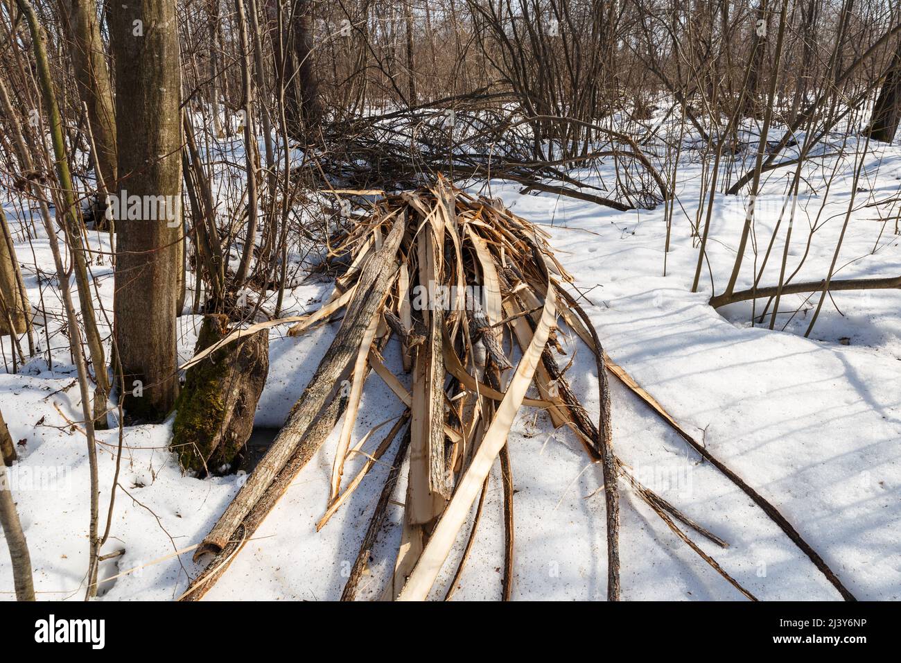 legname di legno di scarto nella foresta in inverno, corteccia di albero Foto Stock