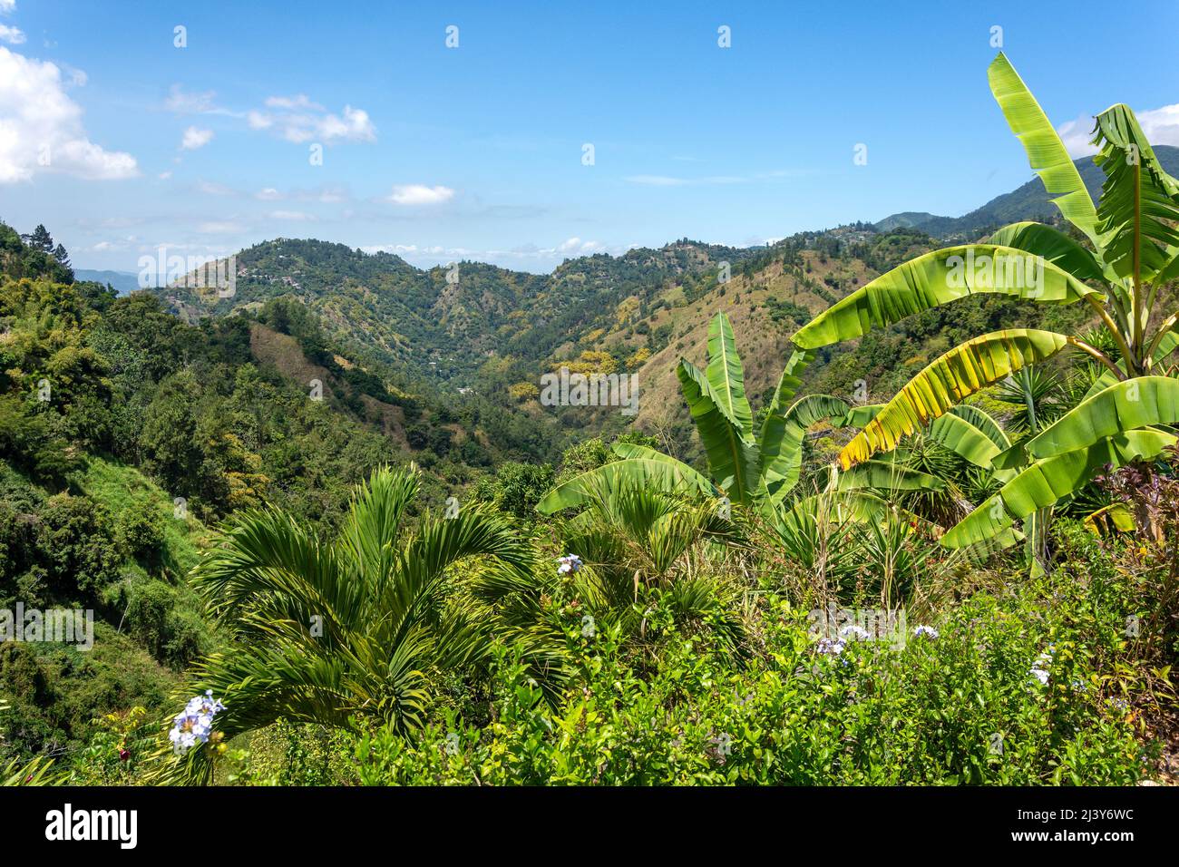 Blue Mountains, Craigton Estate (tour del caffè della montagna Blu), Irish Town, St Andrew Parish, Giamaica, Greater Antille, Caraibi Foto Stock