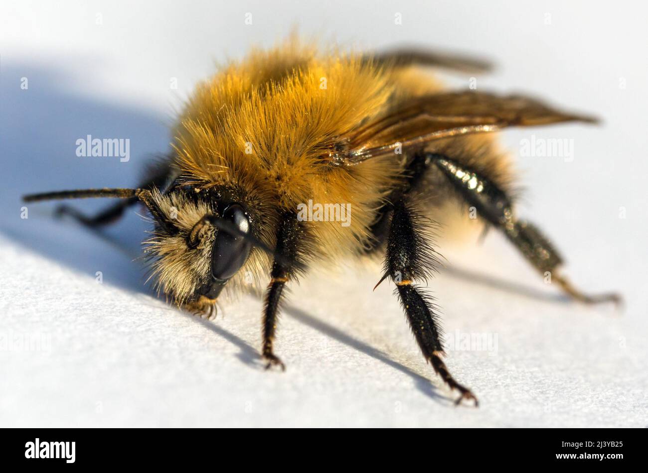 bumblebee insetto isolato su sfondo bianco Foto Stock