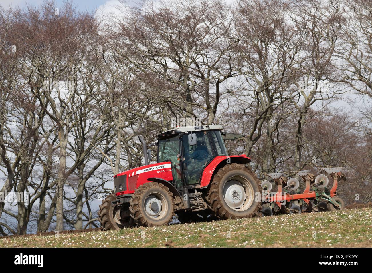 Un agricoltore che aratura un campo di erba in una fattoria scozzese con un trattore Massey Ferguson 5470 in primavera Sunshine con alberi di faggio sullo sfondo Foto Stock
