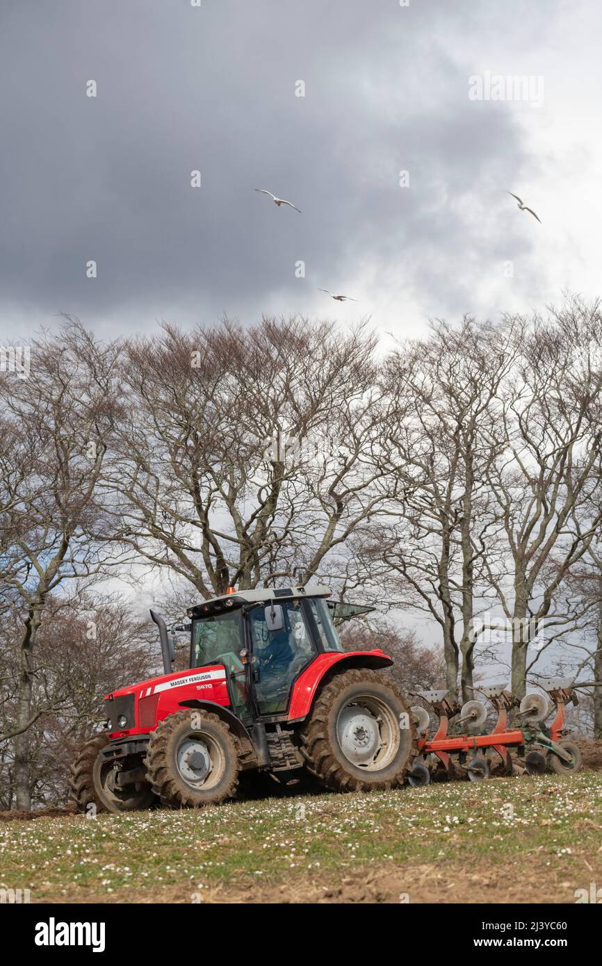 I gabbiani girano in testa come agricoltore in un trattore rosso Plows un campo di erba con le Daisies in primavera Sunshine Foto Stock