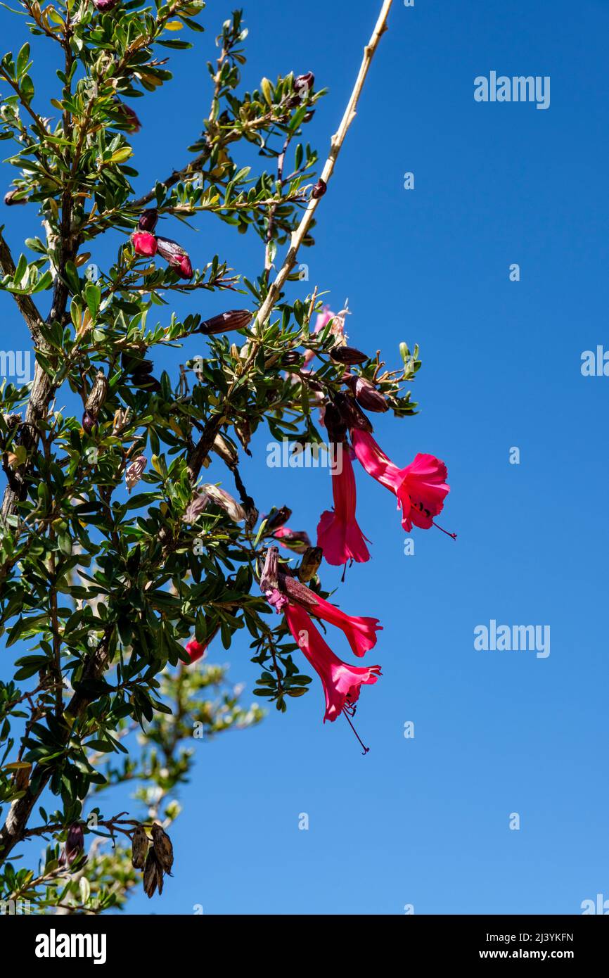 Albero magico peruviano, Cantuta buxifolia (Cantua buxifolia), il fiore nazionale del Perù. Foto Stock