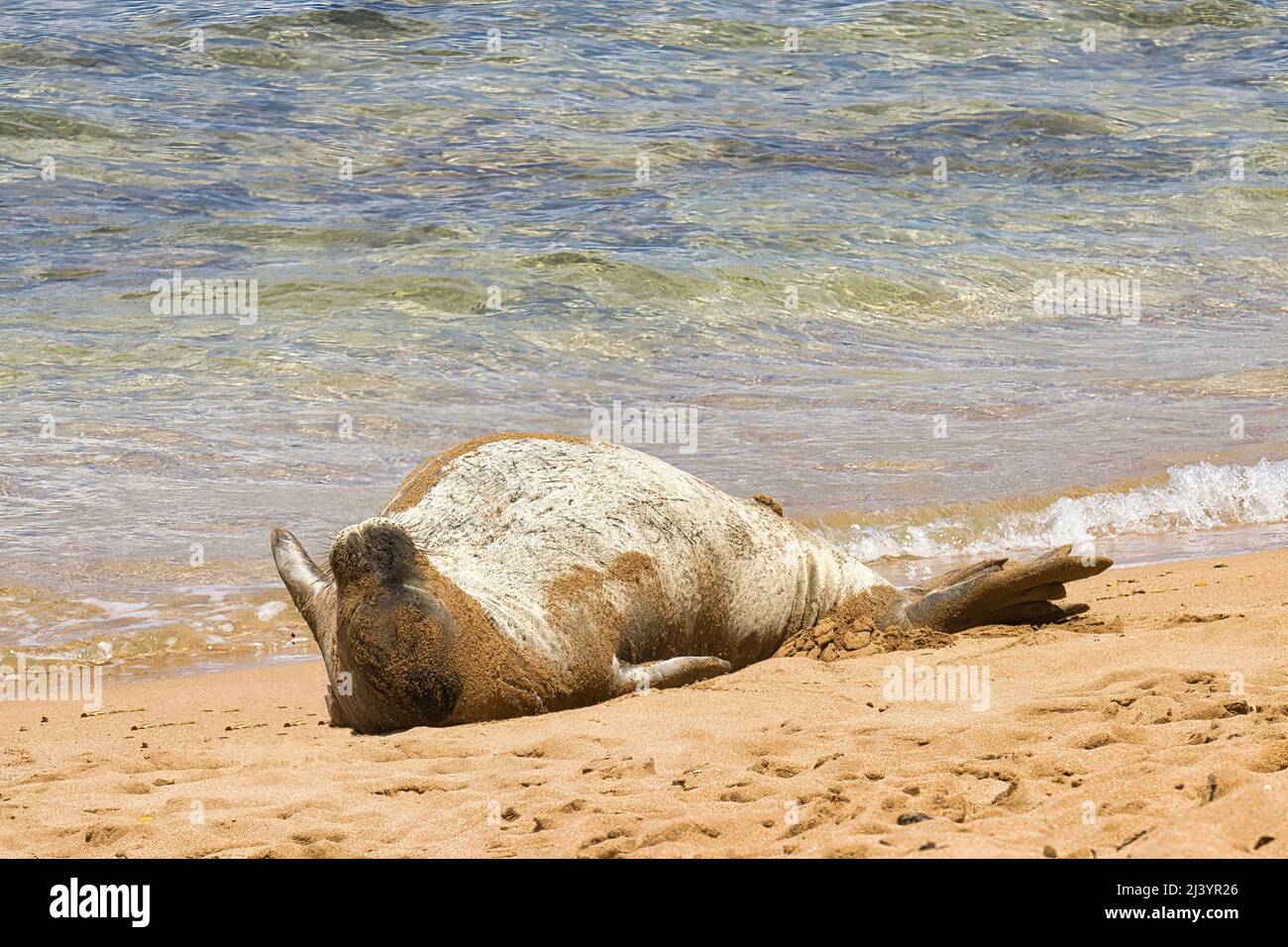 Verycute hawaiana monk sigillo poggiato su una spiaggia di maui. Foto Stock