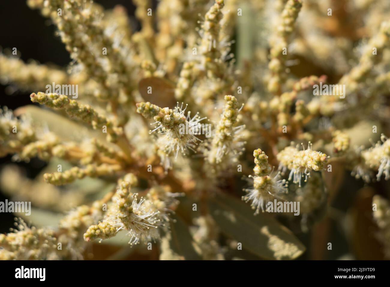 Fioritura verde Staminate racemose infiorescenze catkin di Chrysolepis Sempervirens, Fagaceae, arbusto nativo nei Monti San Bernardino, Estate. Foto Stock