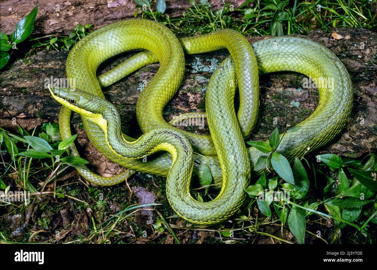 Green Vine Snake (Oxybelis fulgidus), Brasile, Sud America Foto Stock