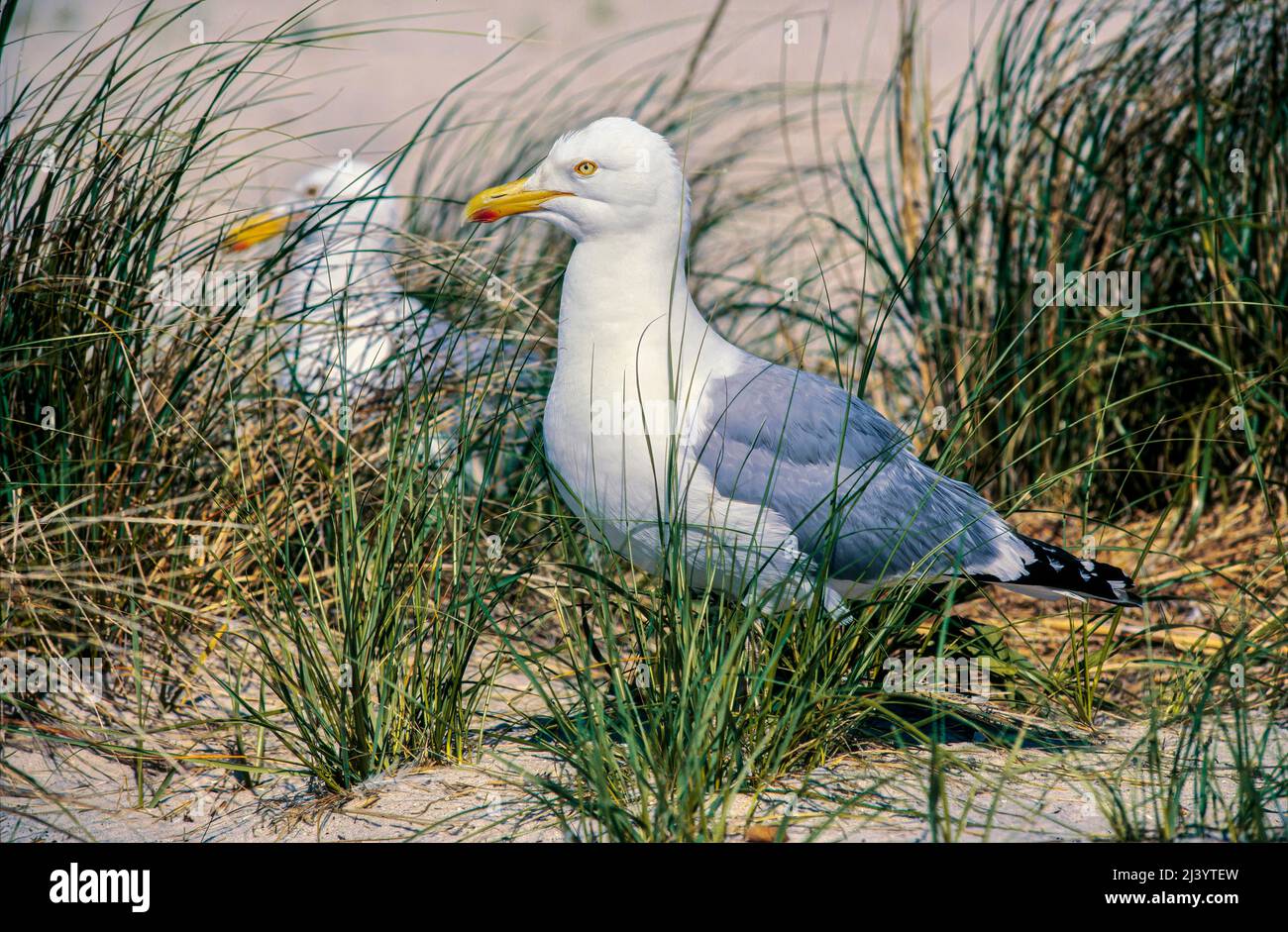 Gabbiano di aringa (Larus argentatus), Long Island, N.Y, USA Foto Stock