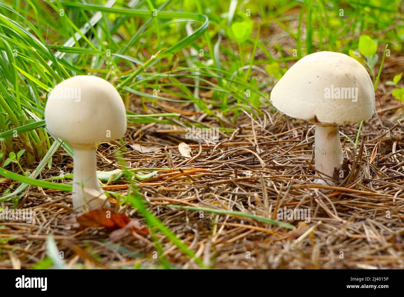 due funghi in giardino all'inizio dell'autunno Foto Stock