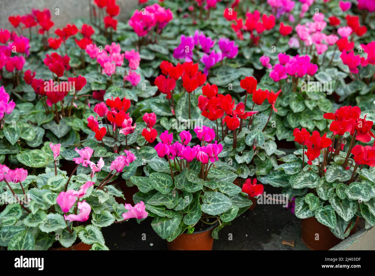 Ciclamino fiorito in serra Foto Stock