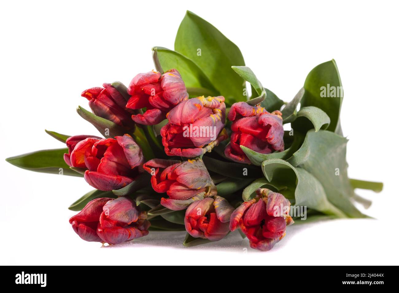 Tulpano di pappagallo, tulpano di pappagallo (Tulipa gesneriana) Foto Stock