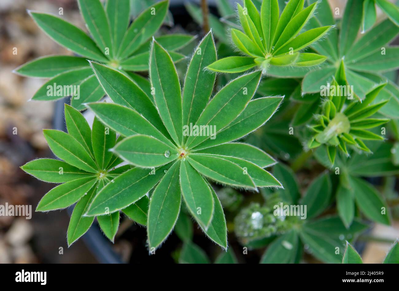 Foglie verdi di Lupin pianta (Lupinus polifyllus) nel giardino. Primo piano. Dettaglio. Macro. Messa a fuoco selettiva. Foto Stock