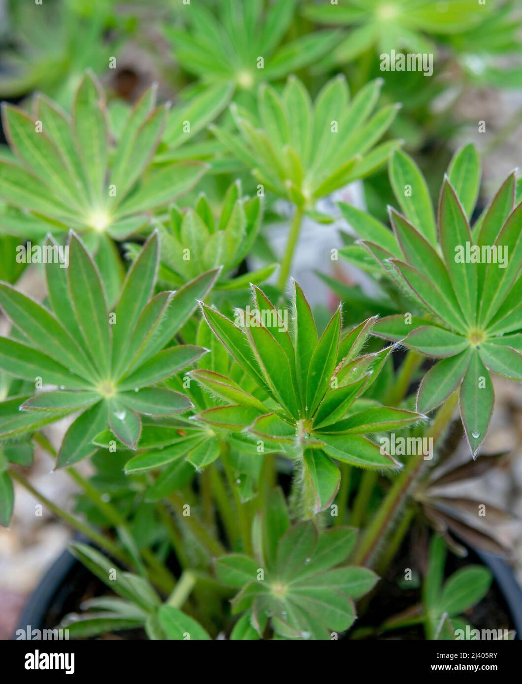 Foglie verdi di Lupin pianta (Lupinus polifyllus) nel giardino. Primo piano. Dettaglio. Macro. Messa a fuoco selettiva. Foto Stock