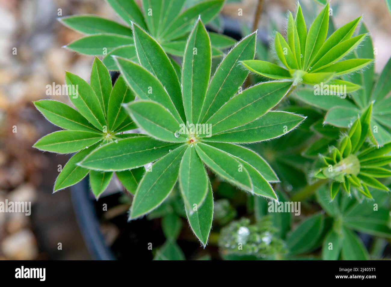 Foglie verdi di Lupin pianta (Lupinus polifyllus) nel giardino. Primo piano. Dettaglio. Macro. Messa a fuoco selettiva. Foto Stock