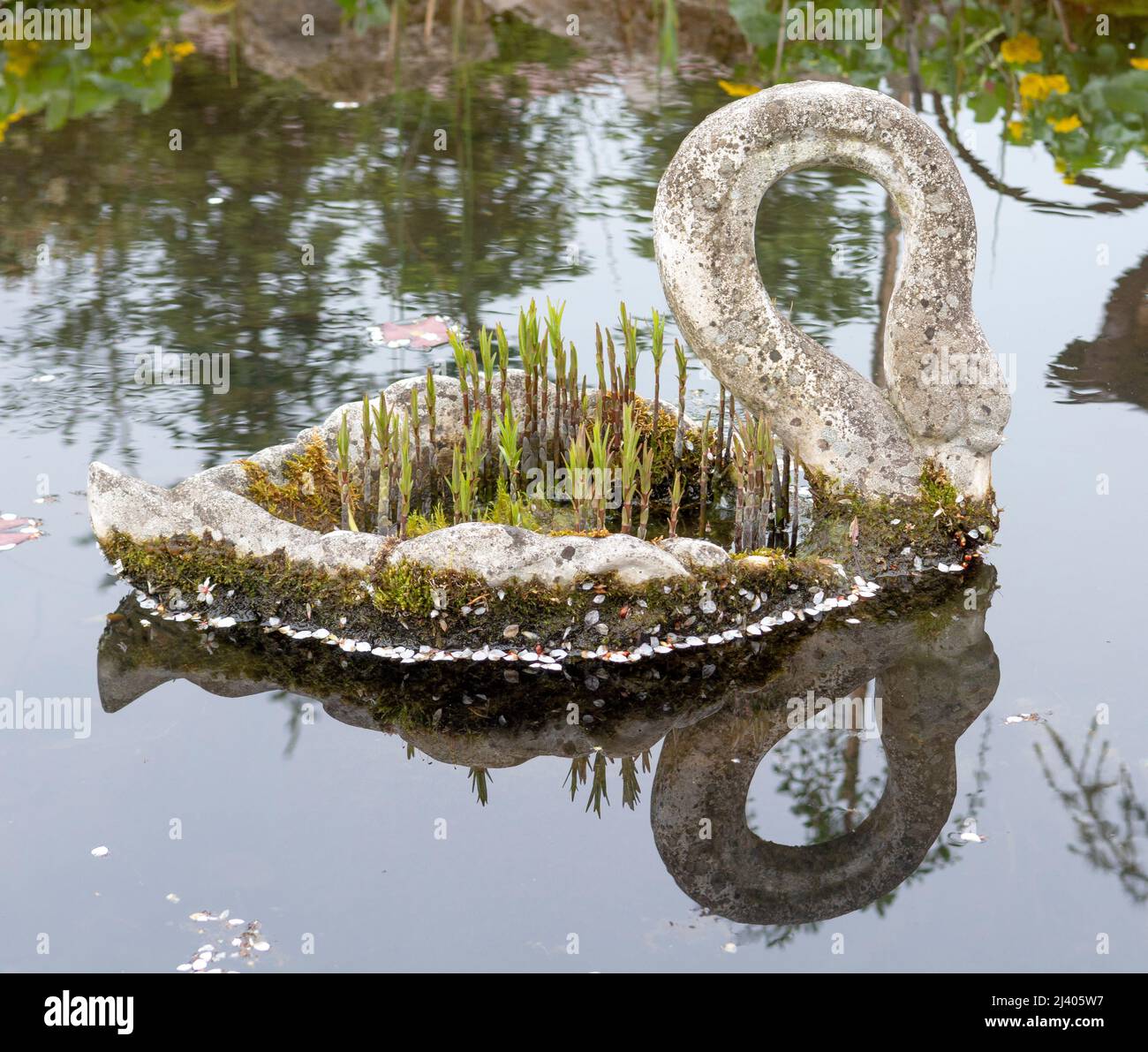 Pietra cigno piantatrice con fiori nel laghetto in primavera. Riflessione nell'acqua. Foto Stock