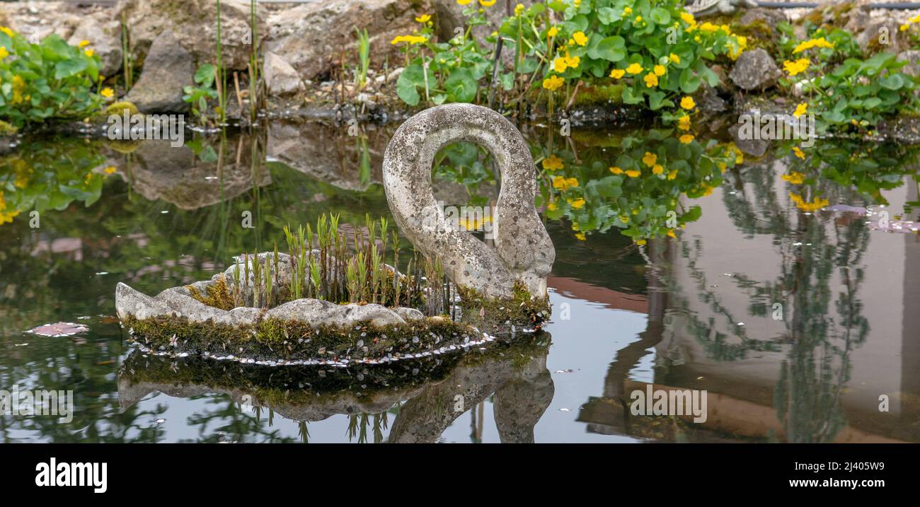 Pietra cigno piantatrice con fiori nel laghetto in primavera. Riflessione nell'acqua. Foto Stock