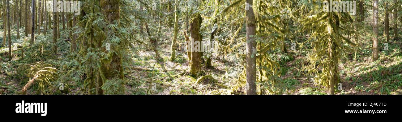 La luce del sole brilla in una foresta pluviale che cresce vicino a Mount Hood, Oregon. Queste belle foreste temperate offrono una miriade di habitat per la flora. Foto Stock