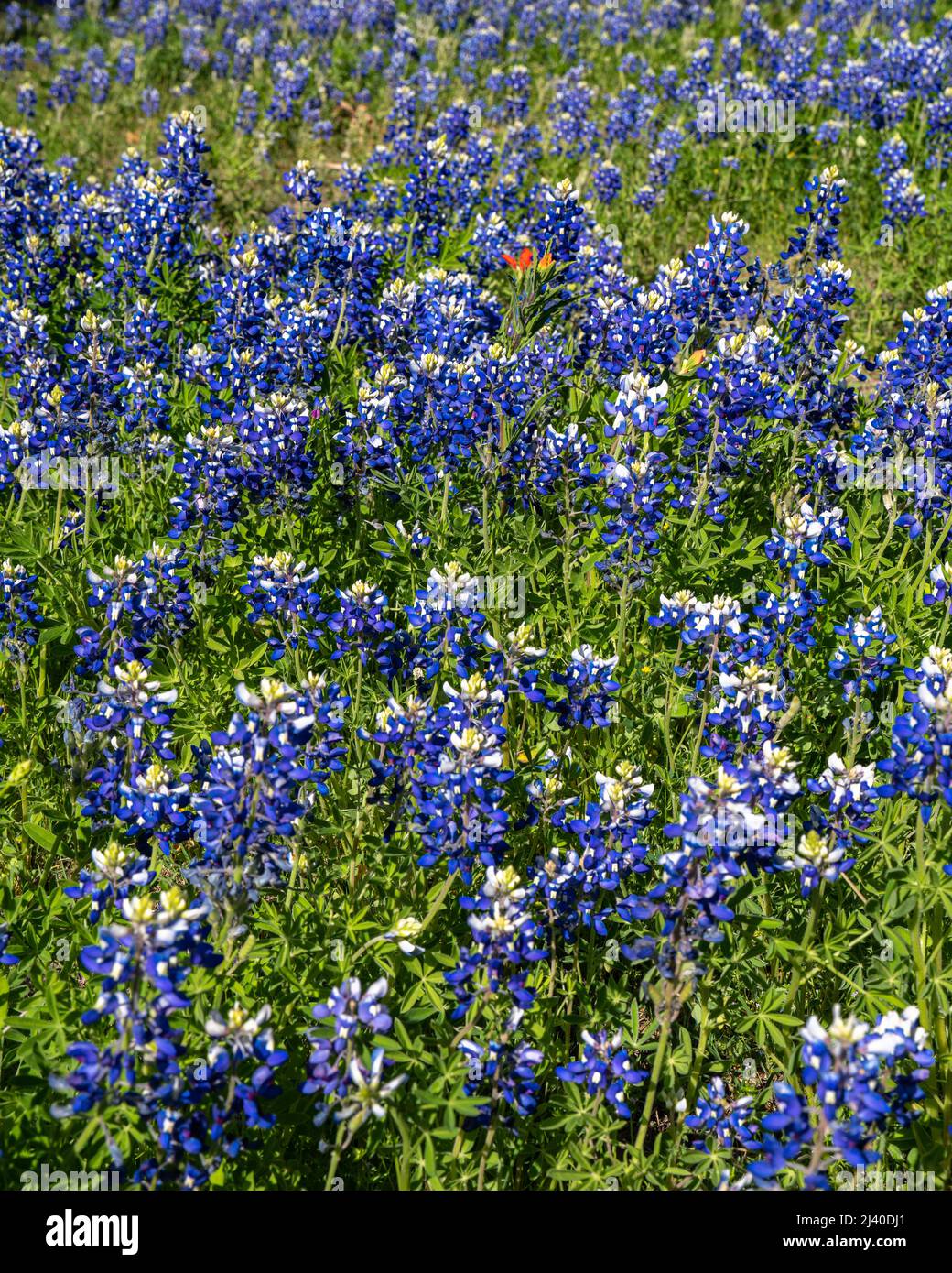 Primo piano di vista dei Bluebonnet fiorenti nel Texas del Nord, nel paese fuori di Ennis, Texas. Foto Stock