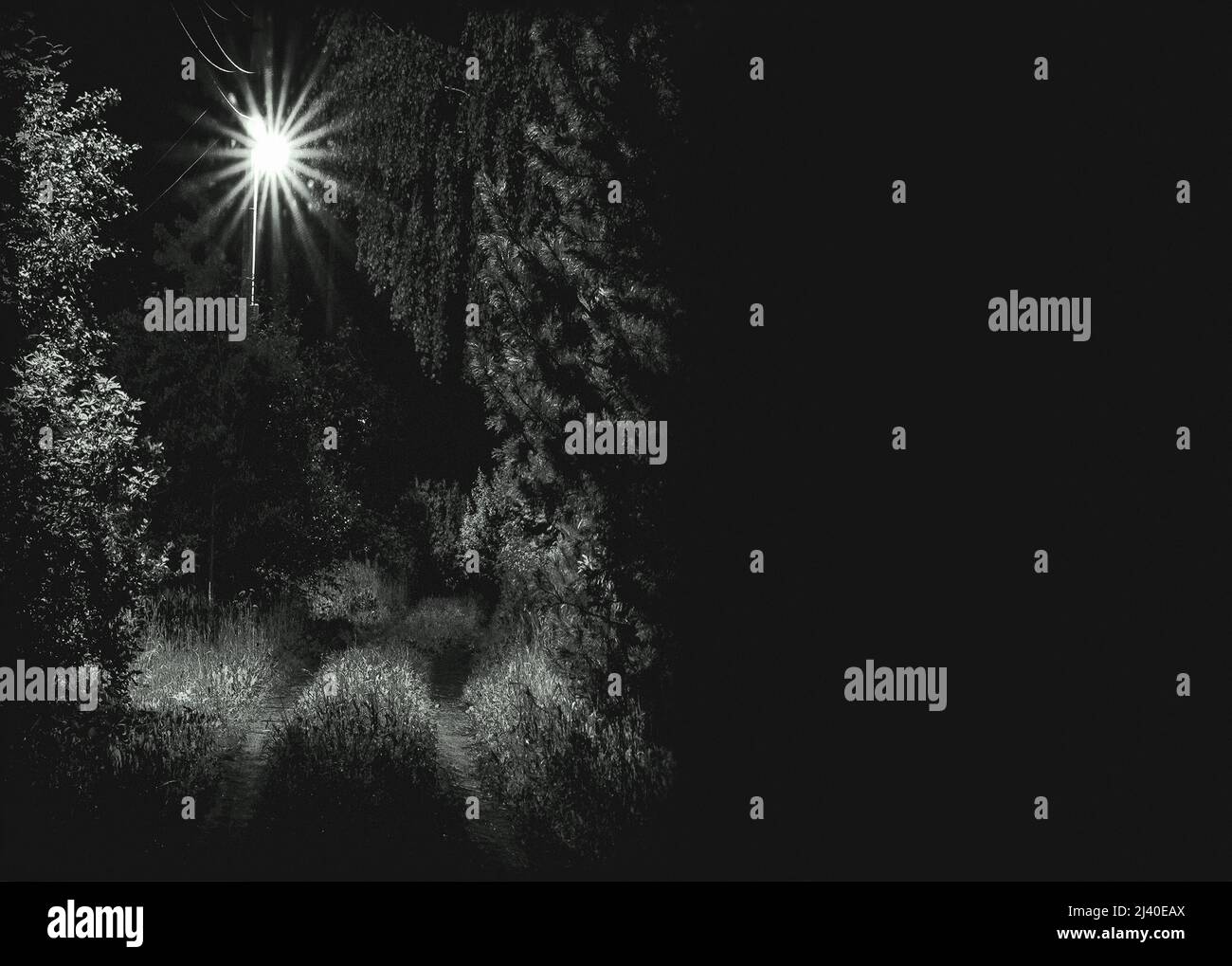 notte foresta-parco con lanterna Foto Stock