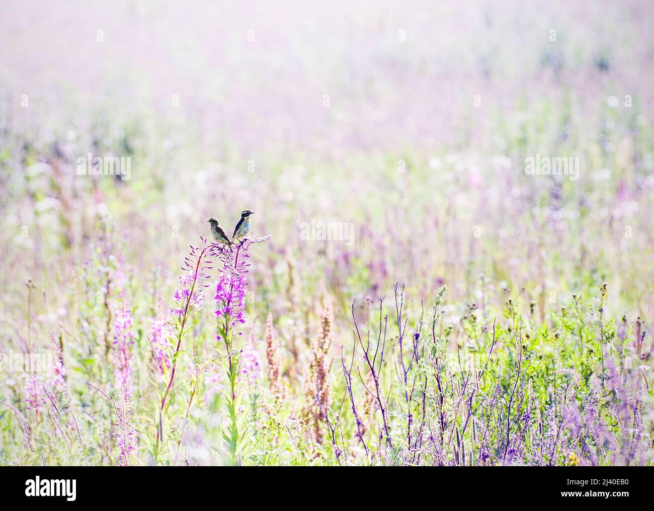 Coppia di uccelli Whinchat o Bushchat (Saxicola Rubetra) Foto Stock