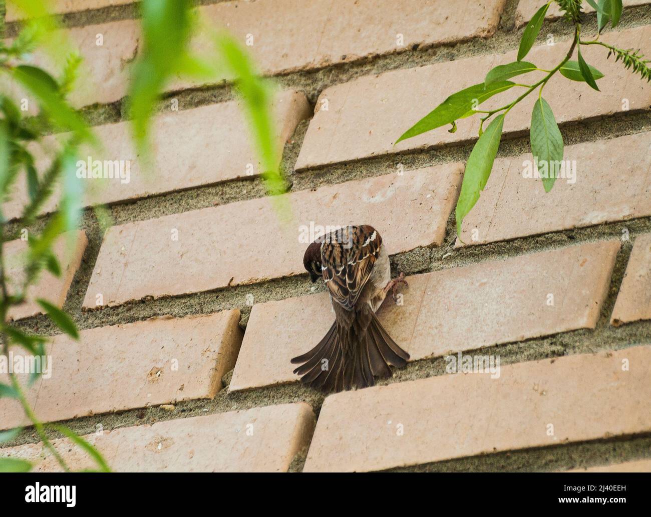 Albero Sparrow su muro di mattoni hanno un'alimentazione minerale Foto Stock