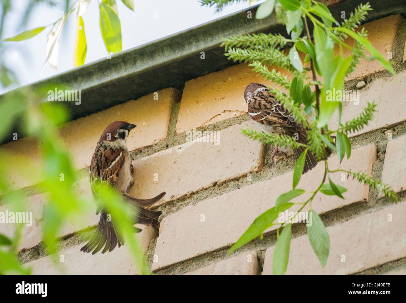 Tree Sparrows sul muro di mattoni hanno un'alimentazione minerale Foto Stock