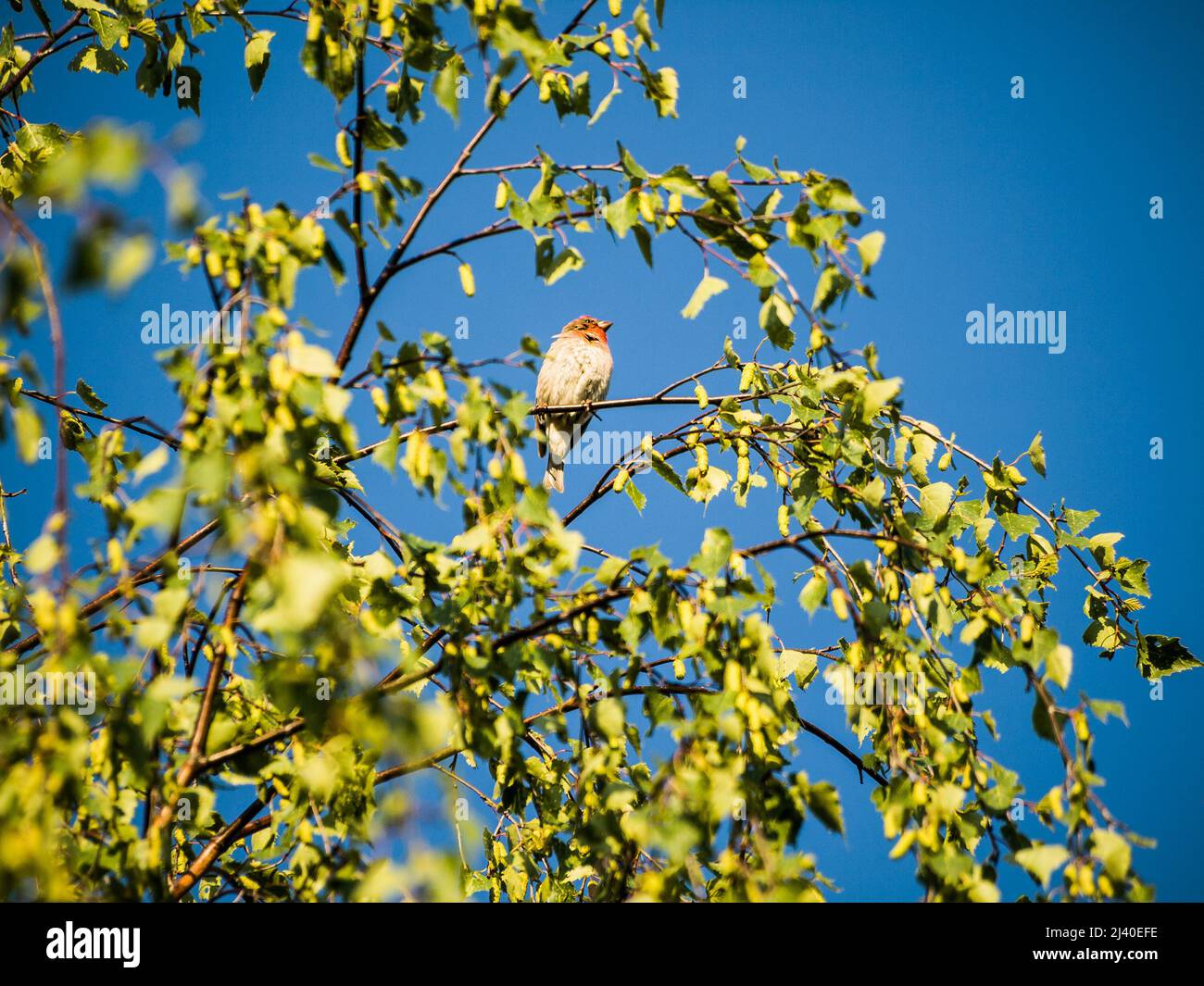 Comune Rosefinch (Carpodacus Erythrinus) uccello maschio su ramo di betulla Foto Stock
