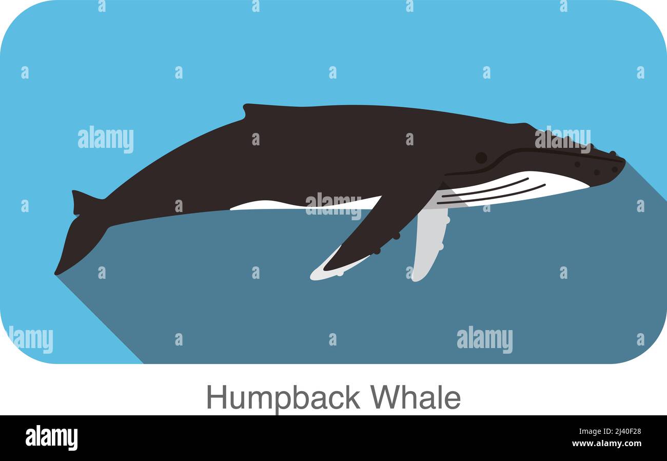 Humpback balene nuotare nel mare, animale icona piatta Illustrazione Vettoriale